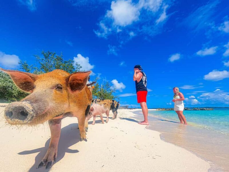 Nassau: Pigs Beach Trip by Boat with Swimming and Feeding - Who This Tour Is Best For