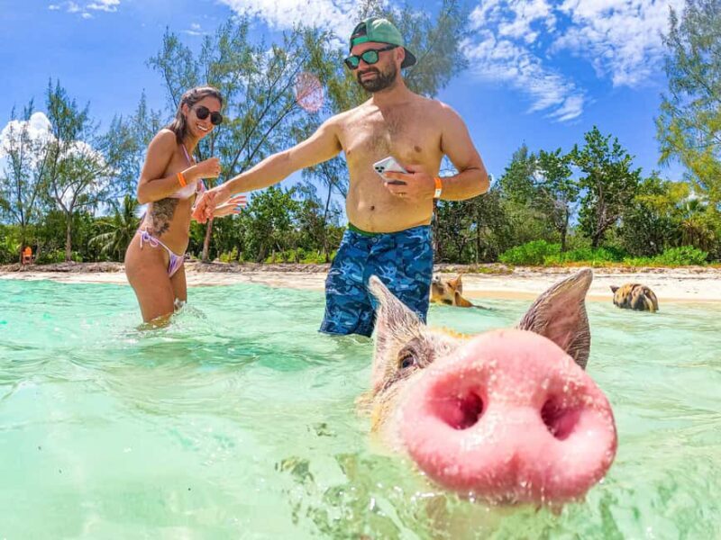 Nassau: Pigs Beach Trip by Boat with Swimming and Feeding - The Sum Up