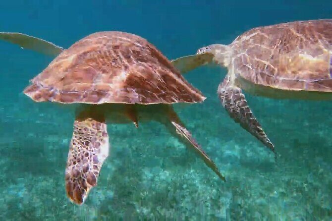 Nassau: Private Island & Snorkeling, Turtles, Drinks & BBQ - FAQ