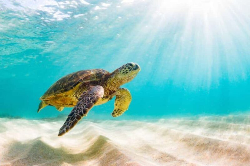 Nassau: Private Island & Snorkeling, Turtles, Drinks, & BBQ - Deep Dive into the Itinerary & Experience
