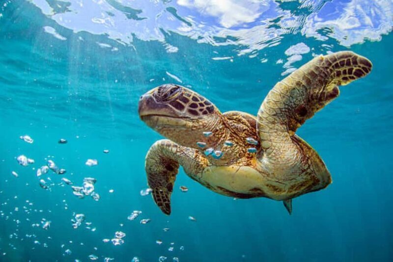 Nassau: Private Island & Snorkeling, Turtles, Drinks, & BBQ - Final Thoughts
