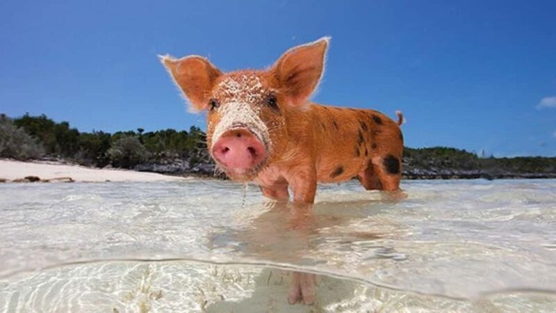 Nassau: Rose 3-Island Tour with Snorkeling and Lunch - Key Points