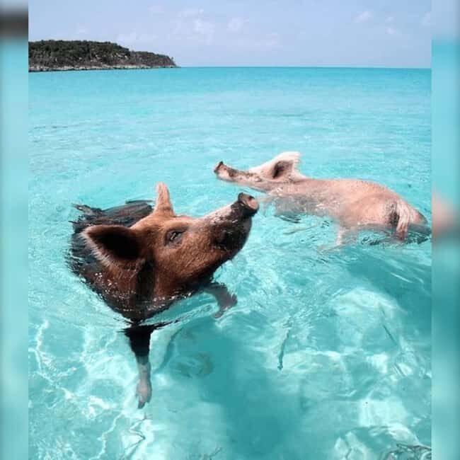 Nassau: Rose 3-Island Tour with Snorkeling and Lunch - Final Thoughts