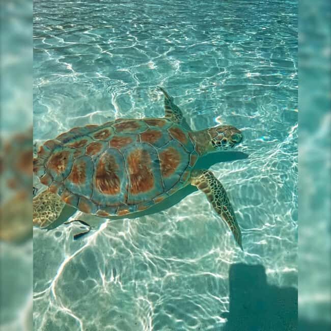 Nassau: Rose 3-Island Tour with Snorkeling and Lunch - FAQ