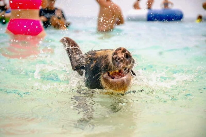 Nassau: Rose Island Swimming Pigs and Beach Day Group Tour - The Experience in Detail