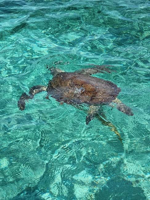 Nassau: Rose Island Swimming Pigs & Turtles Snorkeling Tour - What You Can Expect from the Tour