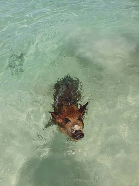 Nassau: Rose Island Swimming Pigs & Turtles Snorkeling Tour - The Value for Money