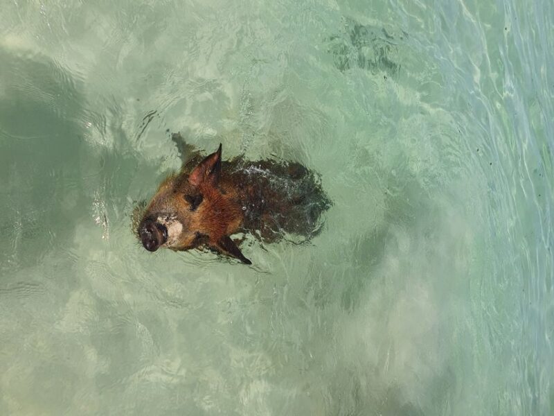 Nassau: Rose Island Swimming Pigs & Turtles Snorkeling Tour - Final Thoughts