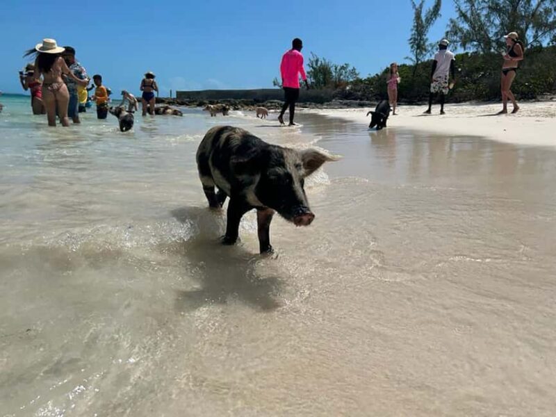 Nassau: Snorkeling, Pig Beach, Swim with Turtles, and Lunch - An In-Depth Look at the Tour Experience