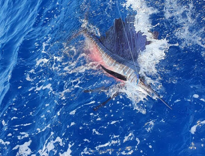 Nassau: Sport-fishing private charter . - What to Expect on Your Nassau Sport-Fishing Trip