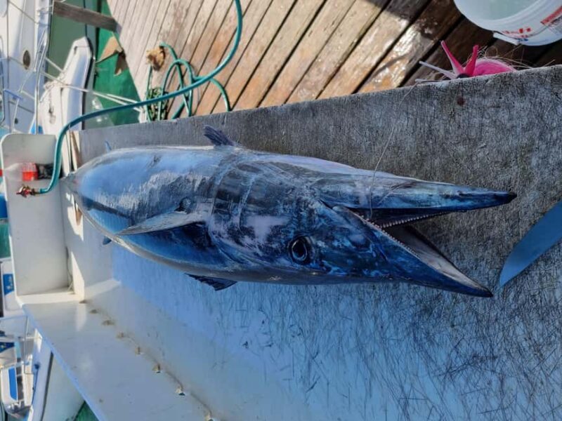 Nassau: Sport-fishing private charter . - Who Should Consider This Tour?