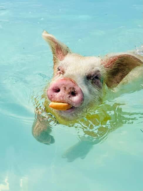 Nassau: Swimming Pigs and Private Beach Club Trip with Lunch - An In-Depth Look at the Tour Experience