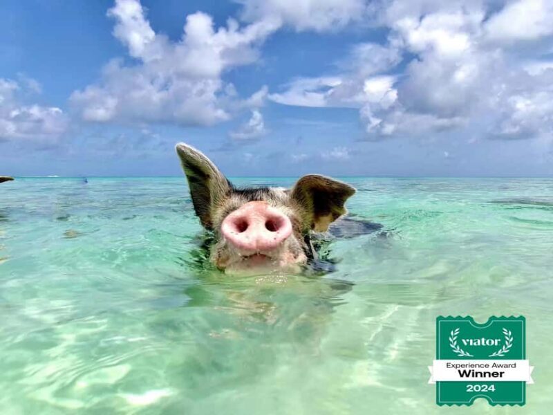 Nassau: Swimming Pigs and Private Beach Club Trip with Lunch - Final Thoughts: Is This Tour for You?