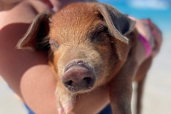 Nassau: Swimming Pigs And Snorkel With Turtles - A Complete Breakdown of the Tour