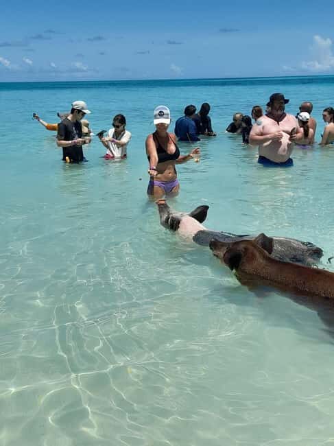 Nassau: Swimming Pigs Private Boat Tour - Up to 7 Persons - FAQ