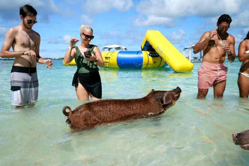 Nassau: Swimming Pigs, Snorkeling, Lunch, & Beach Boat Tour - Who will enjoy this tour?