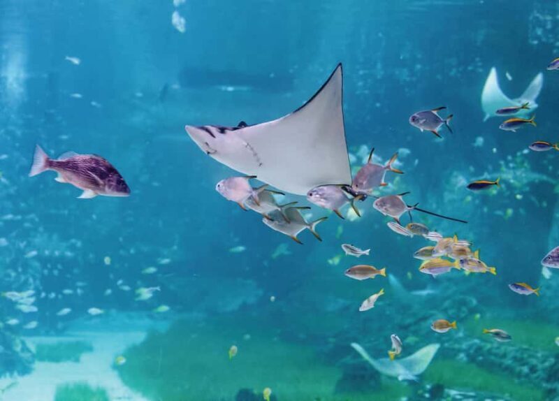 National Aquarium & Adrenark Adventure Combo Ticket - A Closer Look at the Experience