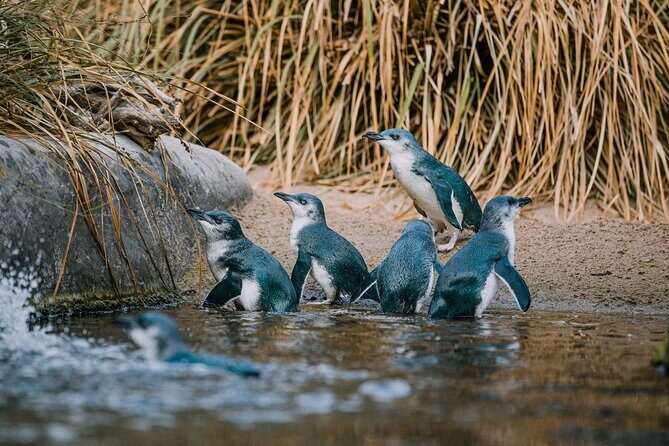 National Aquarium of New Zealand in Napier Native Icons Tour - Practical Details and Tips