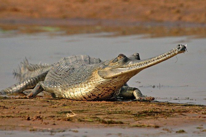National Chambal Sanctuary and Alligator Day Tour from Agra - What Makes This Tour Stand Out?