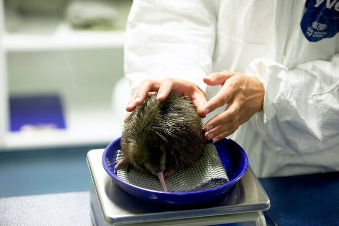 National Kiwi Hatchery - Kiwi Encounter Guided Tour - Key Points