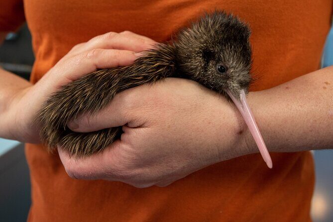 National Kiwi Hatchery - Kiwi Encounter Guided Tour - A Closer Look at the Experience