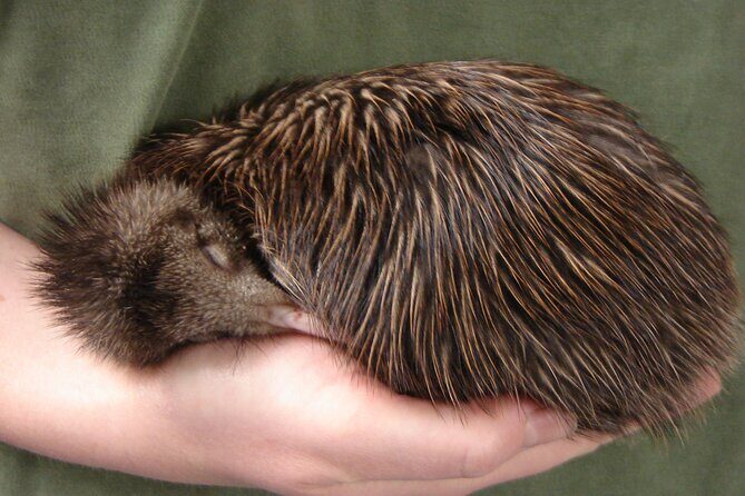 National Kiwi Hatchery - Kiwi Encounter Guided Tour - Why This Tour Is a Great Value