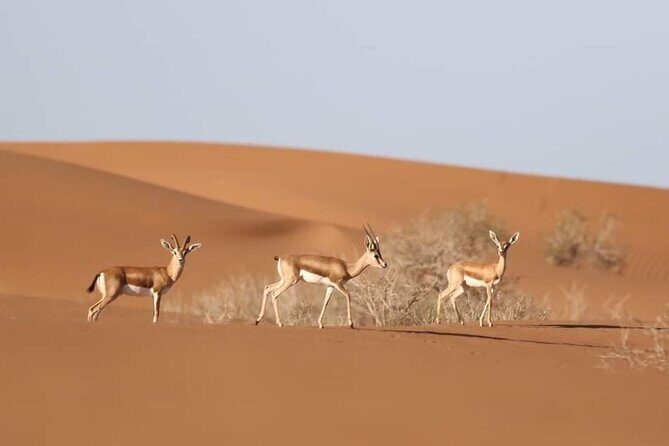 National Park desert safari 4x4 & Admission tickets - An In-Depth Look at the Safari Experience