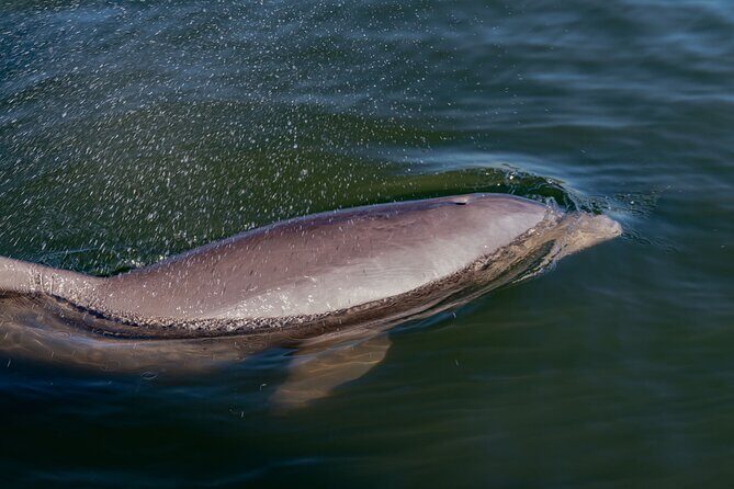 National Park Pedal Kayak Tours in New Smyrna Beach - The Experience in Detail