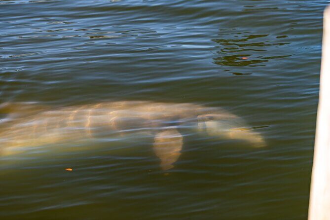 National Park Pedal Kayak Tours in New Smyrna Beach - Authentic Feedback from Participants