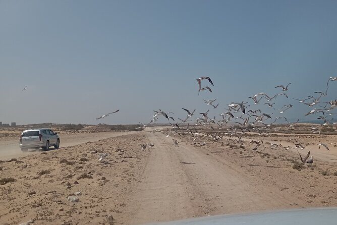 National Park & Sahara Day trip with Food - The Sum Up: Who Should Consider This Tour?