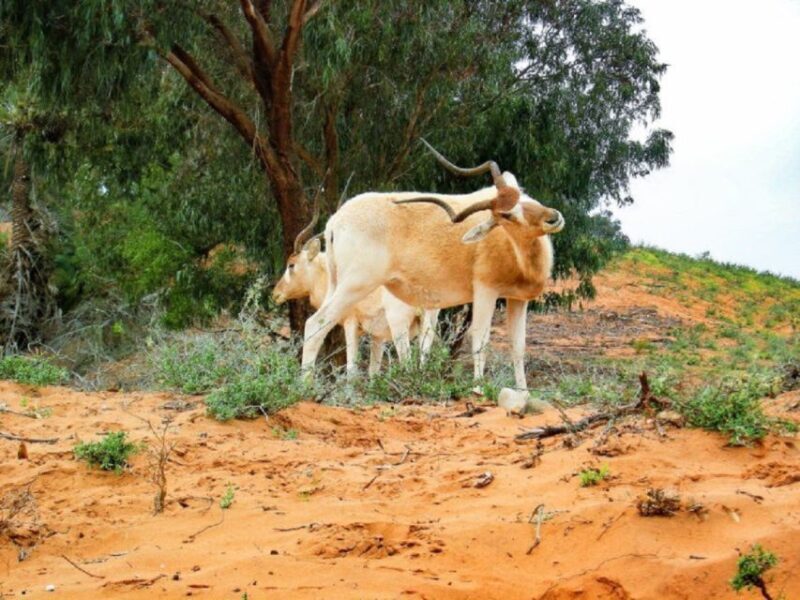 National park & Sahara Desert with Lunch and Camel Ride - Who Will Love This Tour?