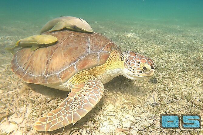 National Park Snorkeling Excursion - Key Points