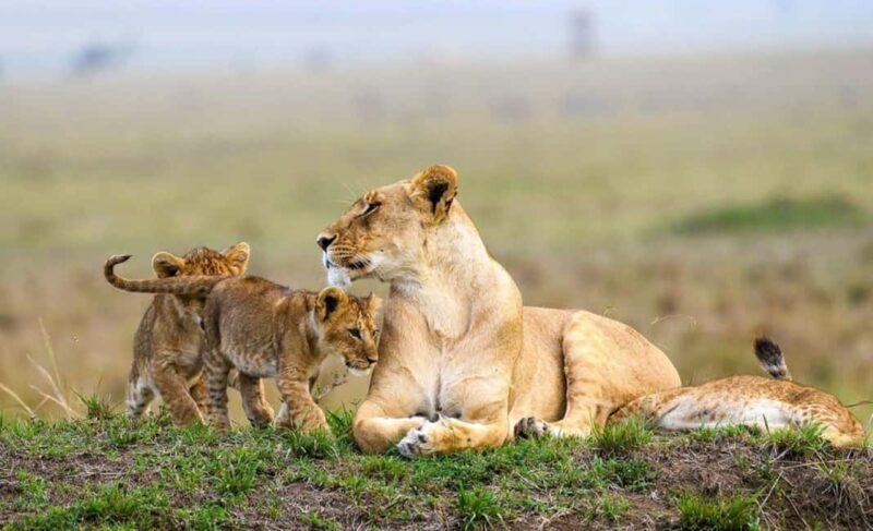 National park,Giraffe Center and Baby Elephant in Nairobi - Key Points