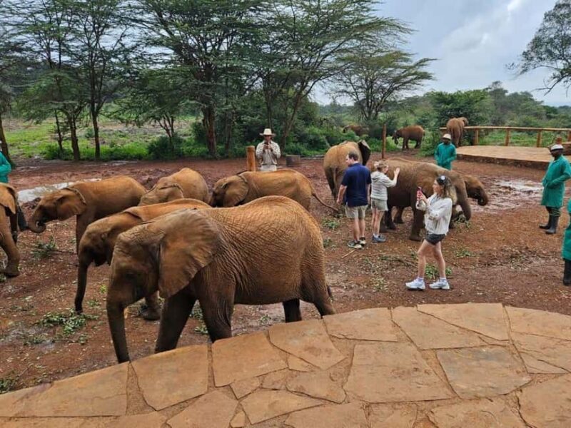 National park,Giraffe Center and Baby Elephant in Nairobi - Who Will Love This Tour?