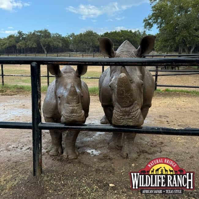 Natural Bridge Wildlife Ranch: Self-Guided Safari Drive-Thru - A Genuine Texas Safari in the Heart of Hill Country