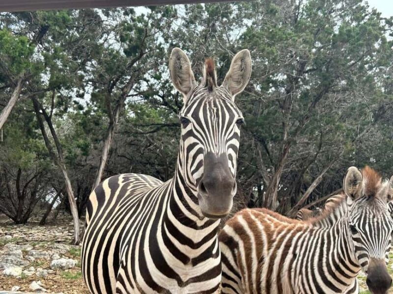 Natural Bridge Wildlife Ranch: Self-Guided Safari Drive-Thru - Practical Details and Tips