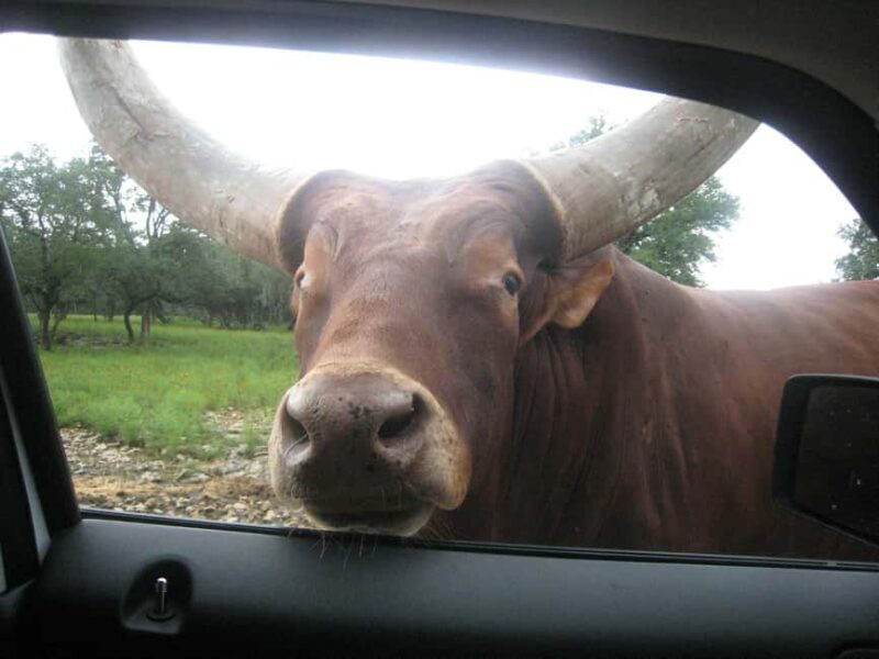 Natural Bridge Wildlife Ranch: Self-Guided Safari Drive-Thru - Who Will Love This Tour?