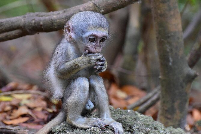 Natural Wonders of Barbados Small-Group with Harrison's Cave - Key Points