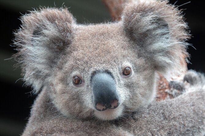 Nature and Wildlife: Australia in One Day - Private Tour - Key Points