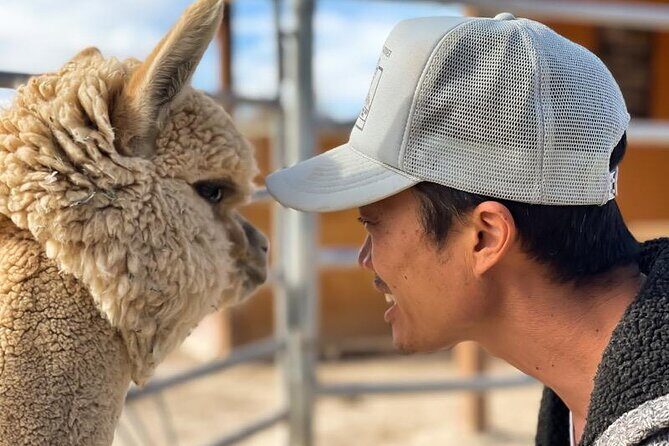 Nature Health Farms Alpaca Farm Petting Zoo Pahrump Death Valley - Who Will Love This?