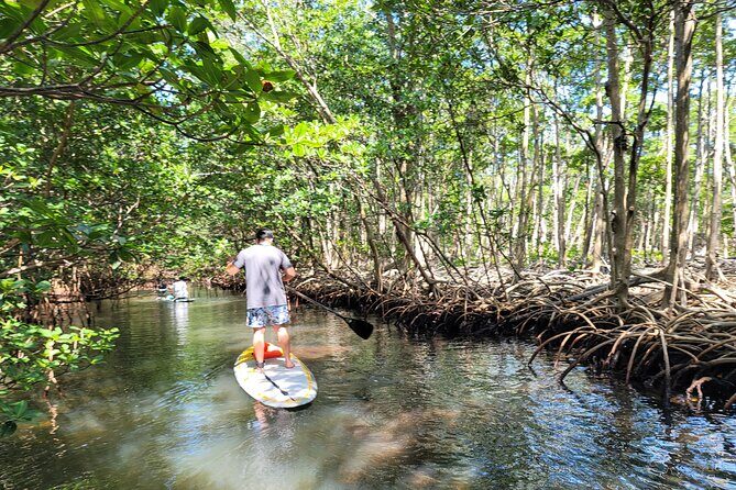 Nature Stand Up Paddle Boarding Experience in Miami - An Introduction to Miami’s Hidden Natural Corners
