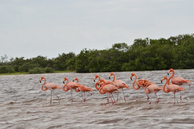 Nature tour by boat in the Natural Reserve in Río Lagartos - Overview of the Experience