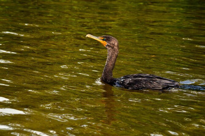 Nature tour by boat in the Natural Reserve in Río Lagartos - The Significance of Responsible Tourism