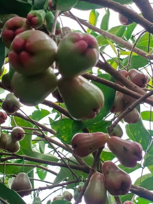 Nature tour through Battambang/Local area and landmarks - A Closer Look at the Experience