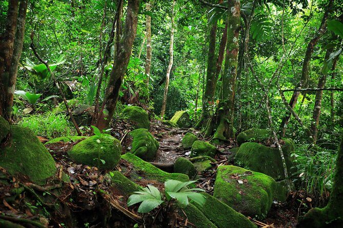 Nature trail - Morne Blanc (Mahe) - Introduction: Why Morne Blanc Stands Out