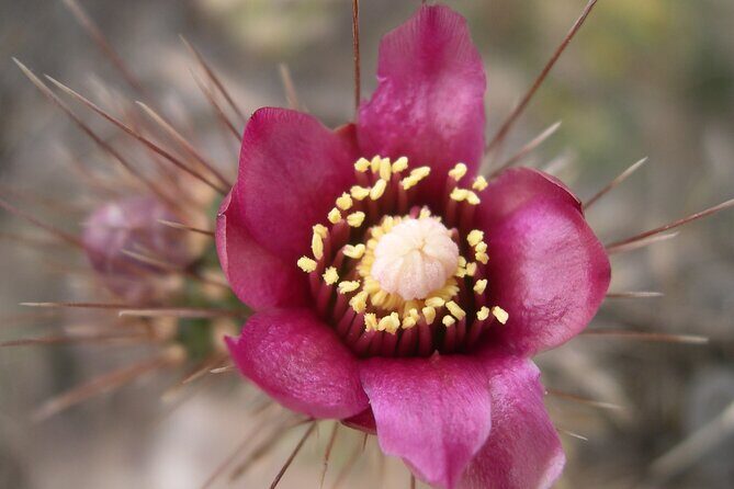 Nature Walk/Hike Tour near Disneyland: ID plants & wildlife - FAQ