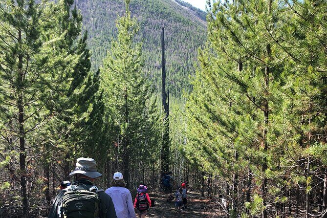 Nature Walk in Glacier National Park - Key Points