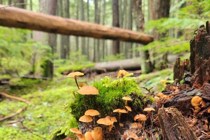 Nature Walk in Glacier National Park - What the Tour Entails: An Overview