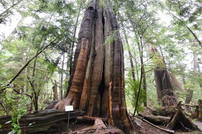Nature Walks in Pacific - A Deep Dive Into the Beacon Hill Park Experience