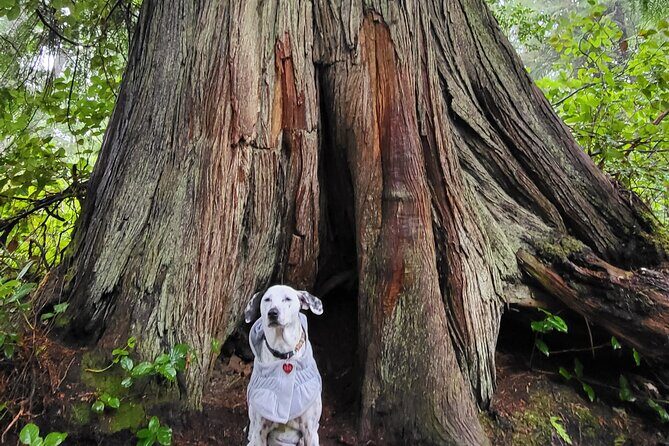 Nature Walks in Pacific - Frequently Asked Questions